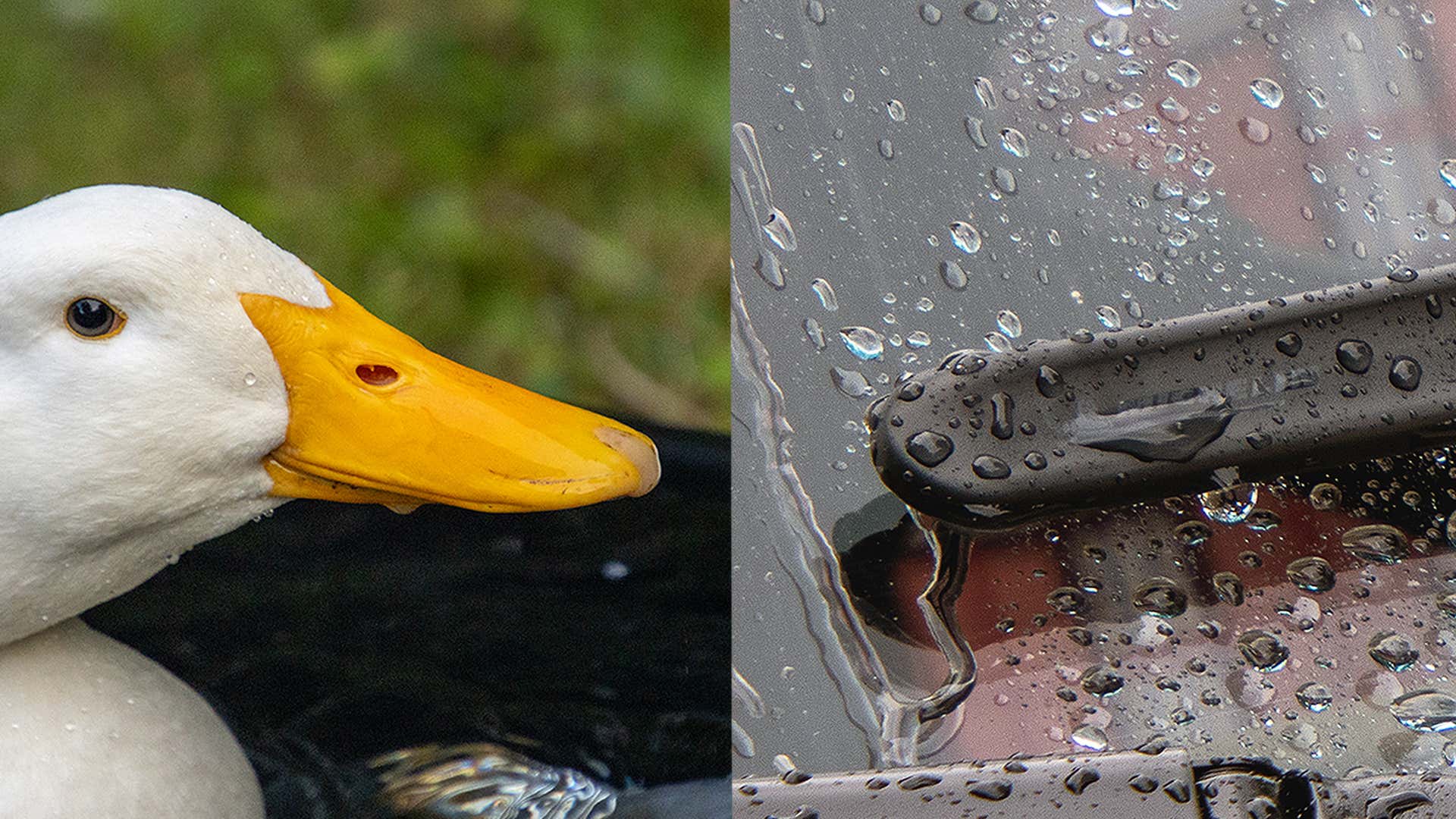 A duck bill and a wiper blade. 鸭嘴纸和刮水片。