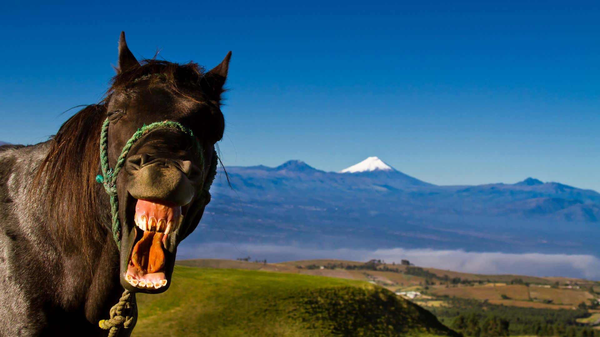 A horse. 一匹马。